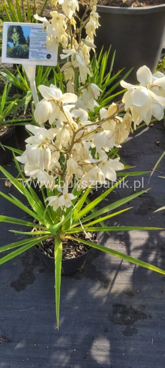 juka ogrodowa - karolińska yucca filamentosa