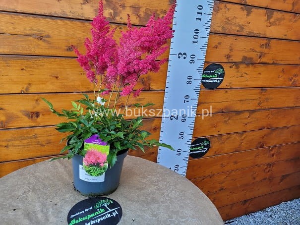 Tawułka 'Sunny Day' - Astilbe C3