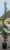 Grab pospolity FASTIGIATA - Carpinus betulus 200-240cm wys. 25l