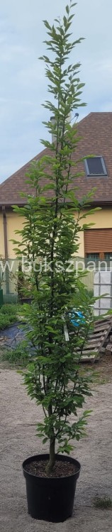 Grab pospolity FASTIGIATA - Carpinus betulus 200-240cm wys. 25l