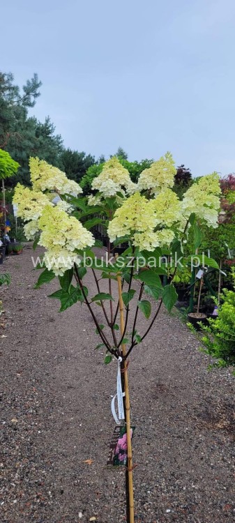 Hortensja bukietowa Sundae Fraise Pa 80-100