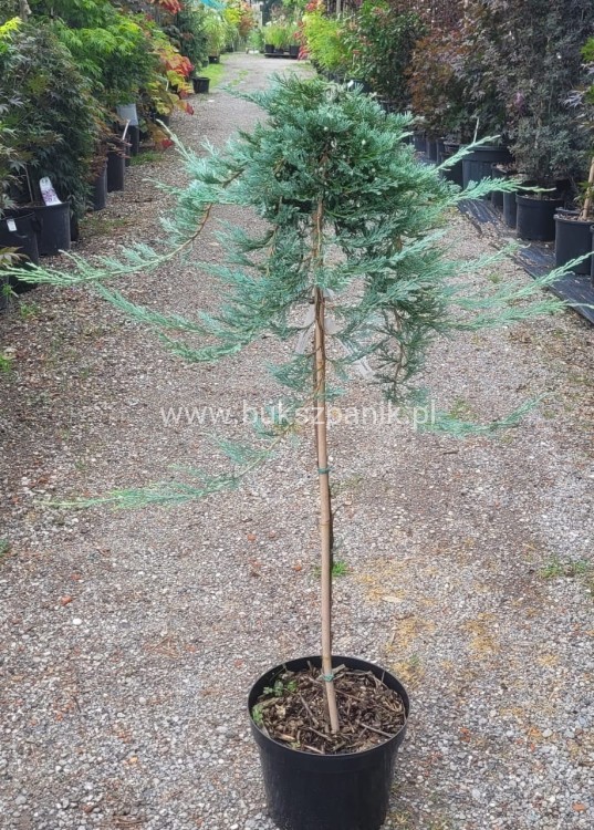 Jałowiec płożący GLACIER - juniperus horizontalis PA90-110cm