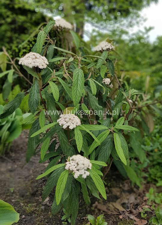 Kalina sztywnolistna- Viburnum rhytidophyllum