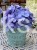 hortensja ogrodowa- Hydrangea macrophylla
