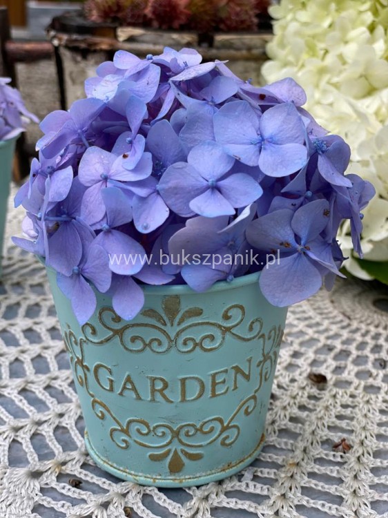 hortensja ogrodowa- Hydrangea macrophylla