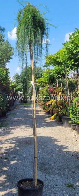 Modrzew Japoński Pendula- Larix kaempferi PA 170-210cm, C15l