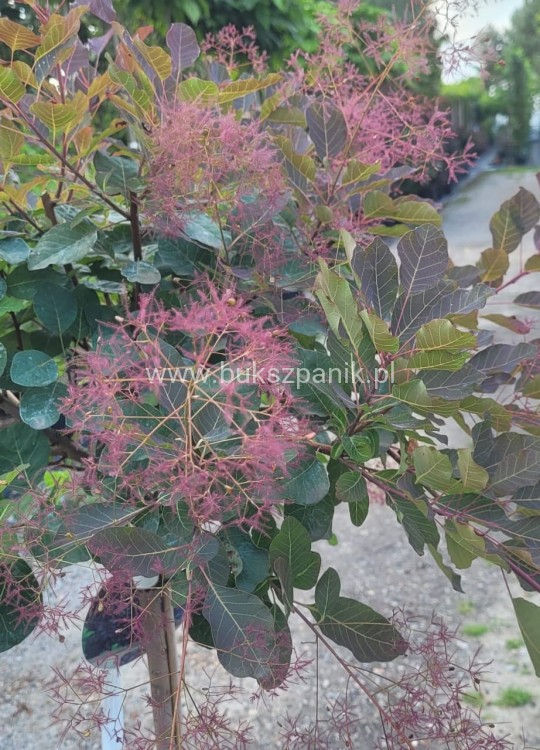Perukowiec podolski DUSKY MAIDEN 'Londus' Cotinus coggygria,