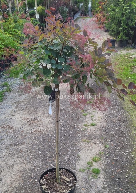 Perukowiec podolski DUSKY MAIDEN 'Londus' Cotinus coggygria,