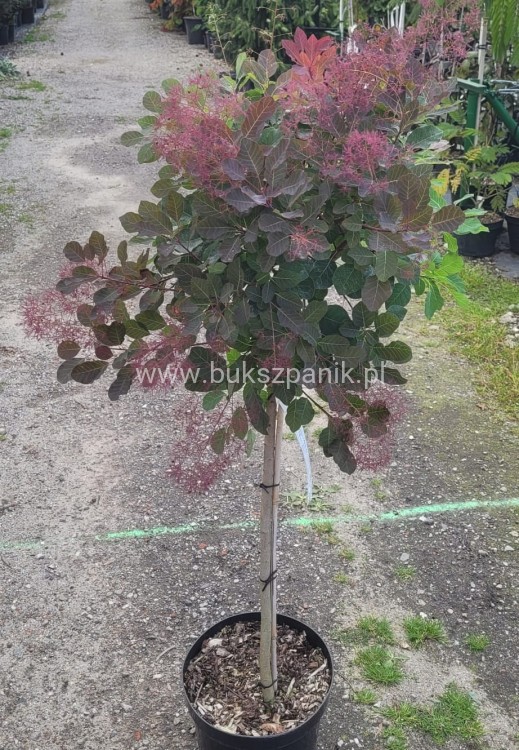 Perukowiec podolski DUSKY MAIDEN 'Londus' Cotinus coggygria