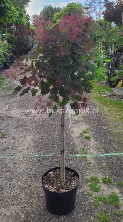 Perukowiec podolski DUSKY MAIDEN 'Londus' Cotinus coggygria,