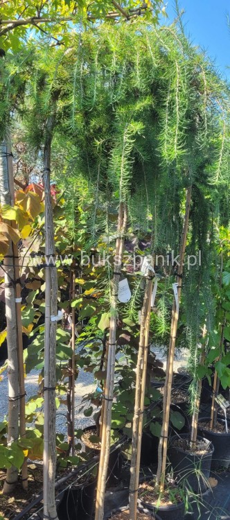 Modrzew Japoński Pendula- Larix kaempferi PA 170-210cm, C15l