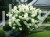 Hortensja bukietowa "POLAR BEAR"- Hydrangea paniculata
