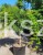 Klon palmowy 'Dissectum'-  Acer palmatum  PA90 ob. 10-12cm