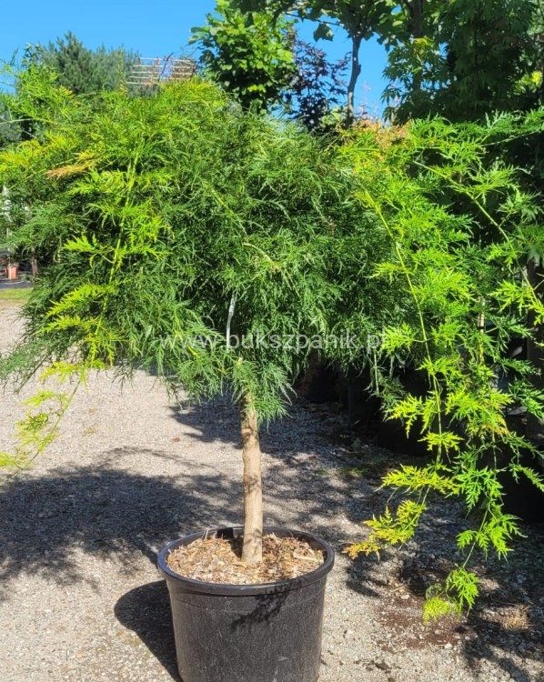 Klon palmowy 'Dissectum'-  Acer palmatum  PA90 ob. 10-12cm