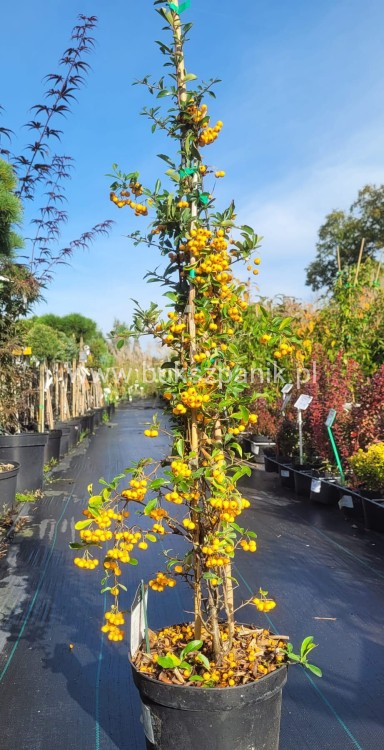 Ognik szkarłatny Soleil d'or - Pyracantha coccinea