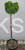 Cyprysik tępołuskowy, japoński NANA GRACILIS- Chamaecyparis obtusa PA80-90cm