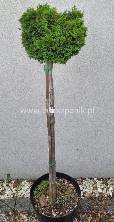 Cyprysik tępołuskowy, japoński NANA GRACILIS- Chamaecyparis obtusa PA80-90cm