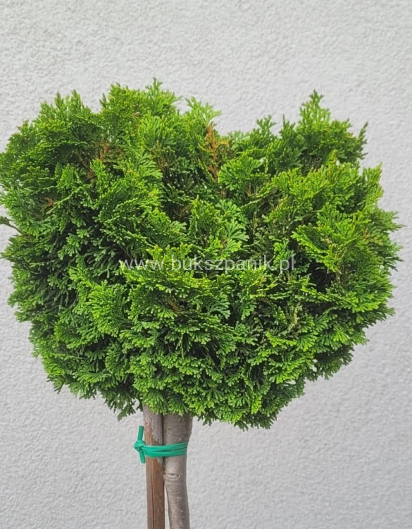 Cyprysik tępołuskowy, japoński NANA GRACILIS- Chamaecyparis obtusa PA80-90cm