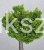 Cyprysik tępołuskowy, japoński NANA GRACILIS- Chamaecyparis obtusa PA80-90cm