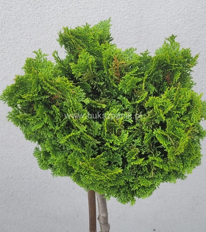 Cyprysik tępołuskowy, japoński NANA GRACILIS- Chamaecyparis obtusa PA80-90cm