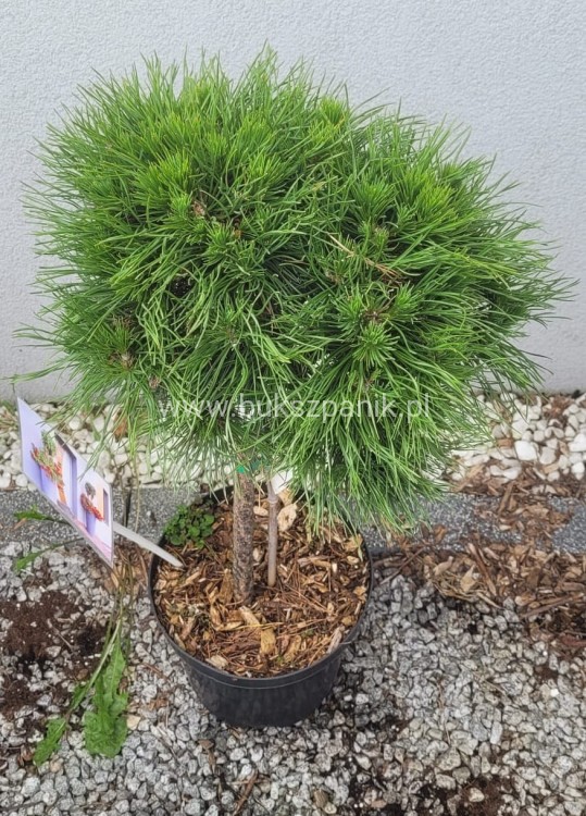Sosna kosodrzewina VARELLA- Pinus Mugo na pniu PA50cm