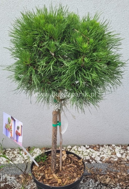 Sosna kosodrzewina VARELLA- Pinus Mugo na pniu PA50cm