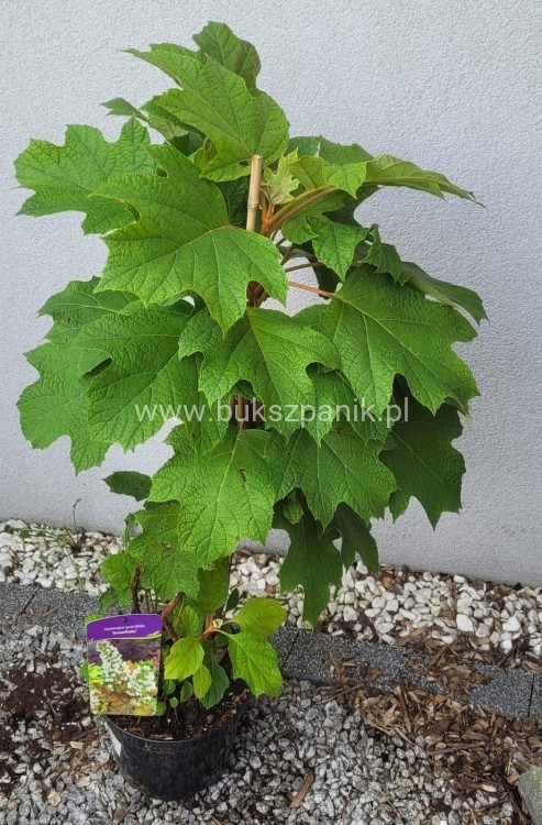 Hortensja dębolistna Snowflake - Hydrangea Quercifolia