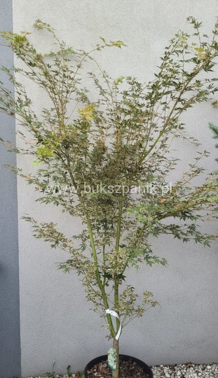 Klon palmowy BUTTERFLY - Acer palmatum