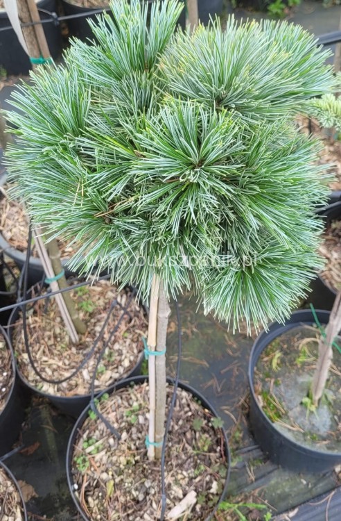 Sosna Giętka- Lil WOLF- Pinus flexilis PA60-80 / 15-25cm, C5l