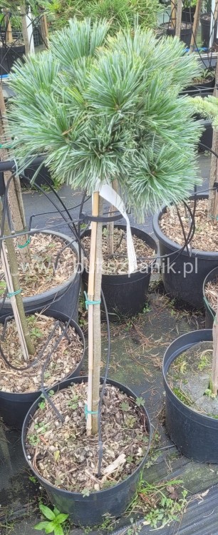 Sosna Giętka- Lil WOLF- Pinus flexilis PA60-80 / 15-25cm, C5l