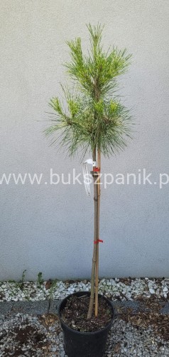 Sosna gęstokwiatowa Oculus Draconis-Pinus densiflora na pniu 90cm