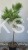 Sosna gęstokwiatowa PENDULA - Pinus densiflora Pa 110-120cm C: 7,5l