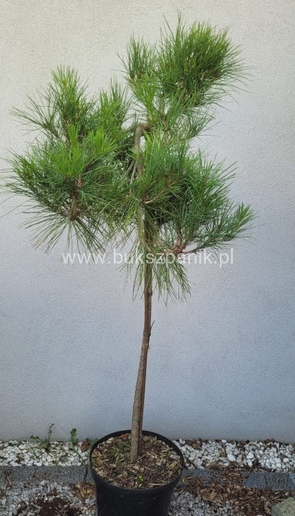 Sosna gęstokwiatowa PENDULA - Pinus densiflora Pa 110-120cm C: 7,5l