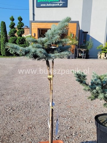 Świerk kłujący Białobok- Picea pungens