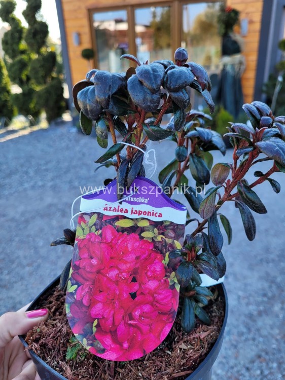 Azalia japońska MARUSCHKA- azalea japonica - Rododendron C3, 30-35cm