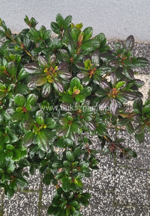 Azalia japońska MARUSCHKA- azalea japonica - Rododendron C3, 30-35cm