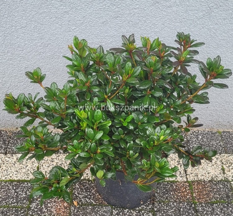 Azalia japońska MARUSCHKA- azalea japonica - Rododendron C3, 30-35cm