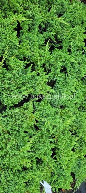 Jałowiec rozesłany 'Nana' -Juniperus procumbens