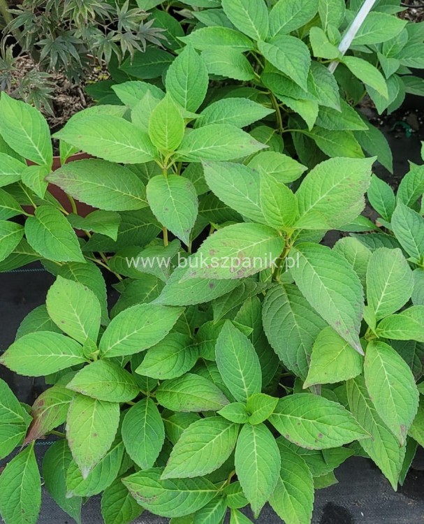 Hortensja piłkowana 'Bluebird' Hydrangea serrata