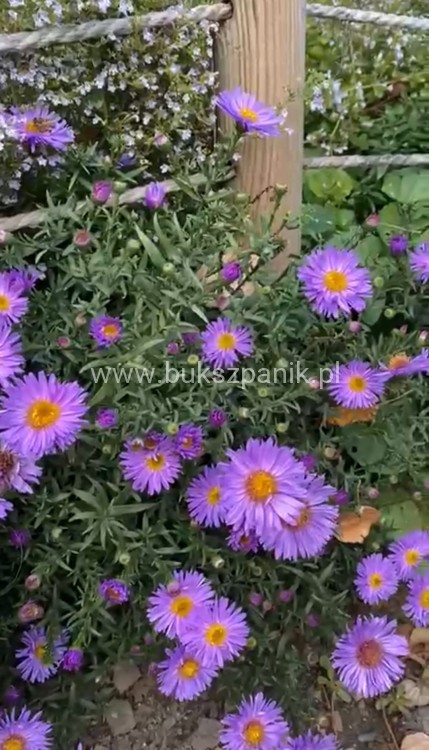 Aster krzaczasty Guliver