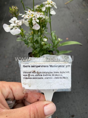 Ubiorek wiwczniezielony,- iberis sempervirens Masterpiece P9