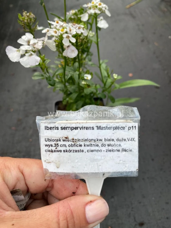 Ubiorek wiwczniezielony,- iberis sempervirens Masterpiece P9
