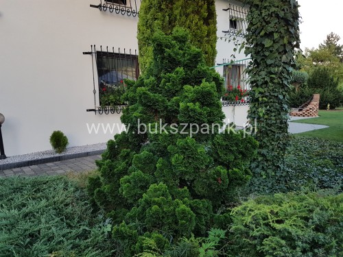 Cyprysik tępołuskowy, japoński 'Nana Gracilis'- Chamaecyparis obtusa C5 20-30cm