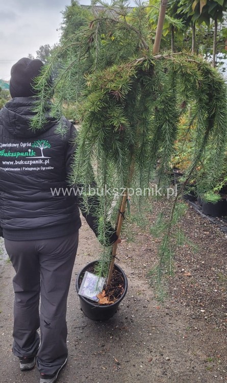 Modrzew Japoński Pendula- Larix kaempferi PA 170-210cm, C15l
