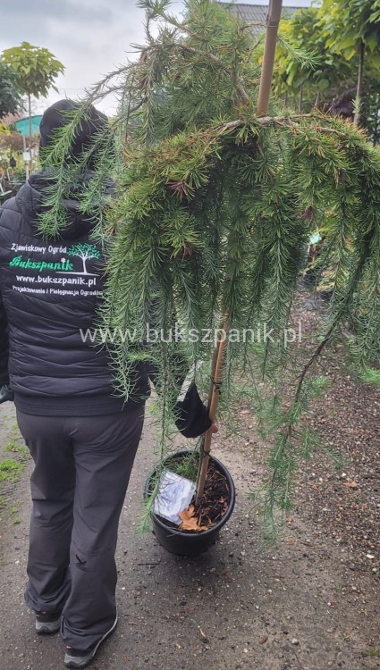 Modrzew Japoński Pendula- Larix kaempferi PA 170-210cm, C15l