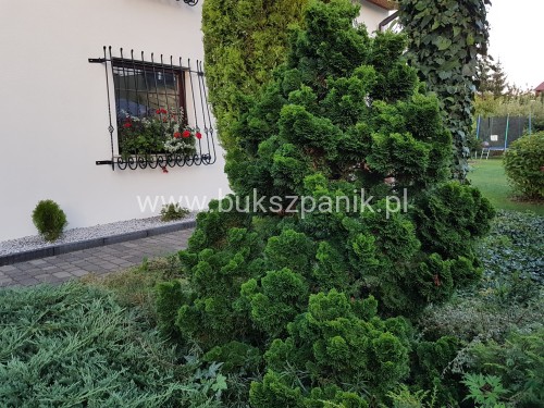 Cyprysik tępołuskowy, japoński 'Nana Gracilis'- Chamaecyparis obtusa C5 20-30cm