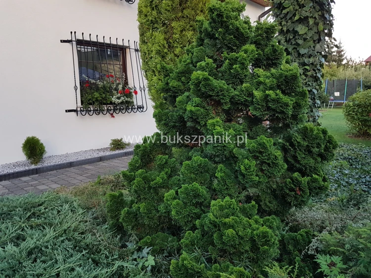 Cyprysik tępołuskowy, japoński 'Nana Gracilis'- Chamaecyparis obtusa C5 20-30cm