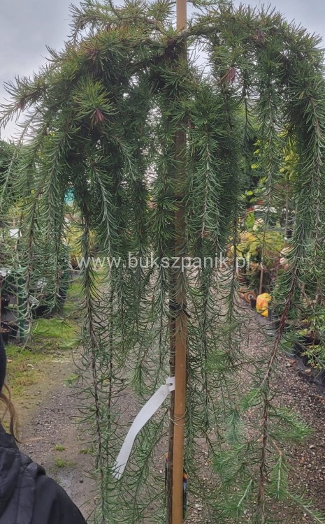 Modrzew Japoński Pendula- Larix kaempferi PA 170-210cm, C15l