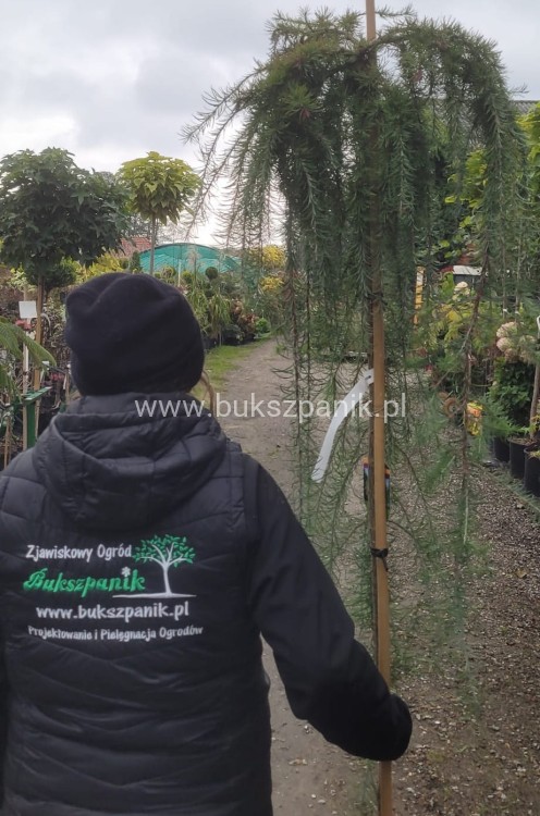 Modrzew Japoński Pendula- Larix kaempferi PA 170-210cm, C15l