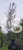 Brzoza brodawkowata ROYAL FROST- Betula Pendula